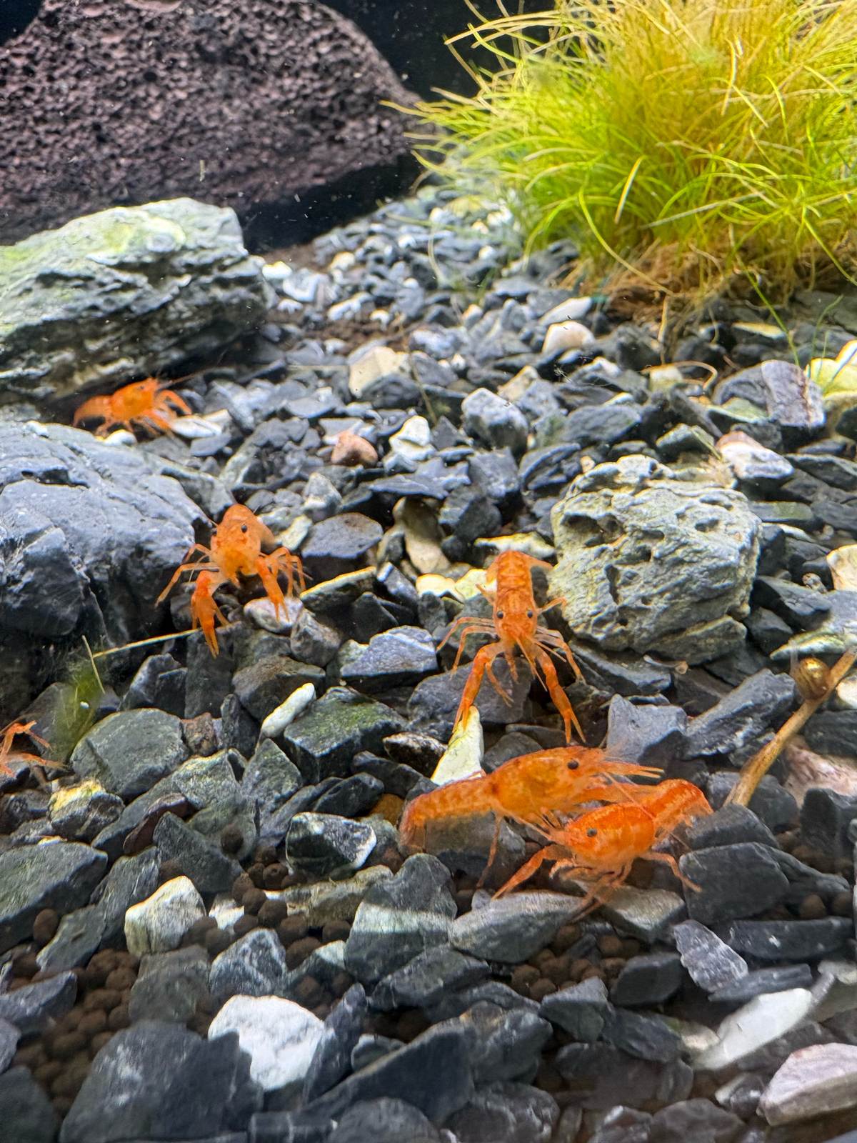 Small orange crayfish on dark gravel