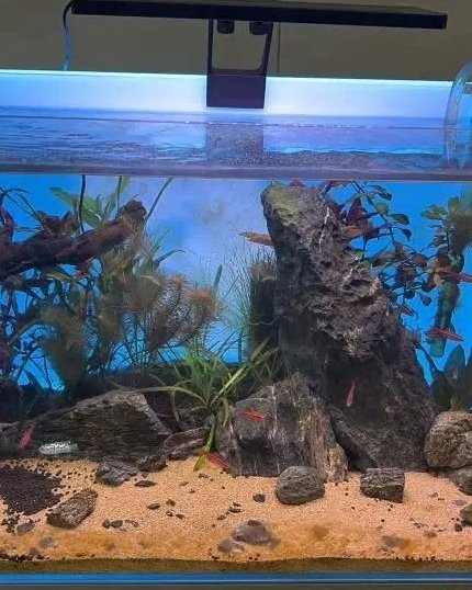 Planted 40-gallon rimless breeder aquarium, the raffle grand prize