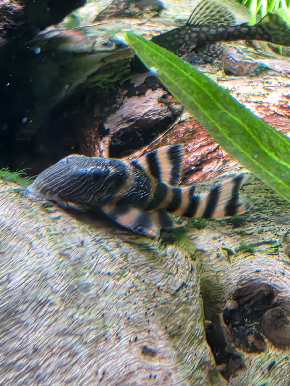 Black and tan striped pleco resting on driftwood